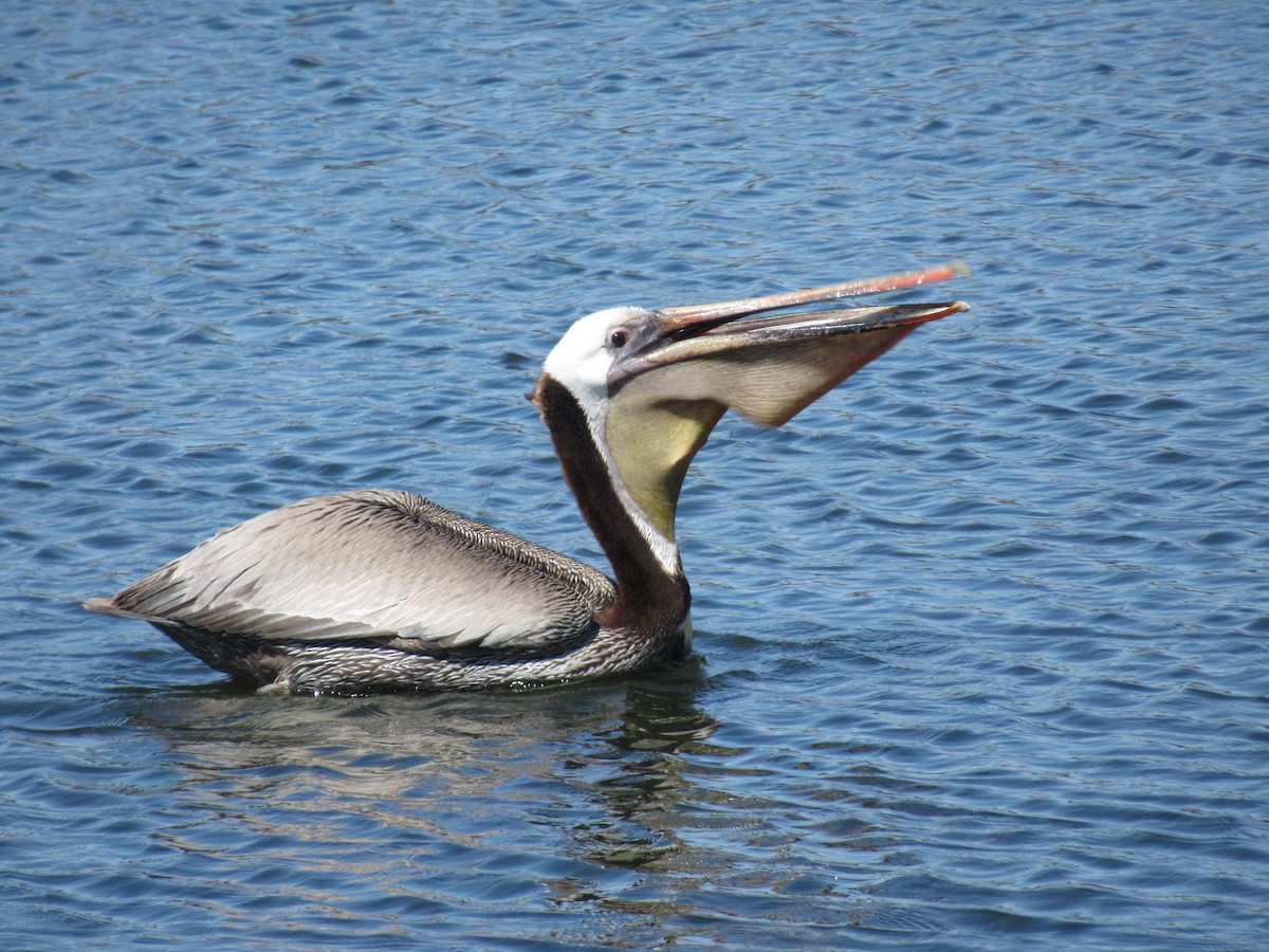 pelikán hnědý - ML619281341