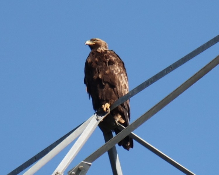 Golden Eagle - Linda Dalton