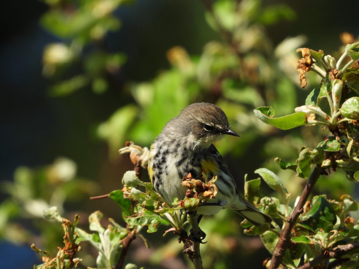 Yellow-rumped Warbler - Olivier Dansereau