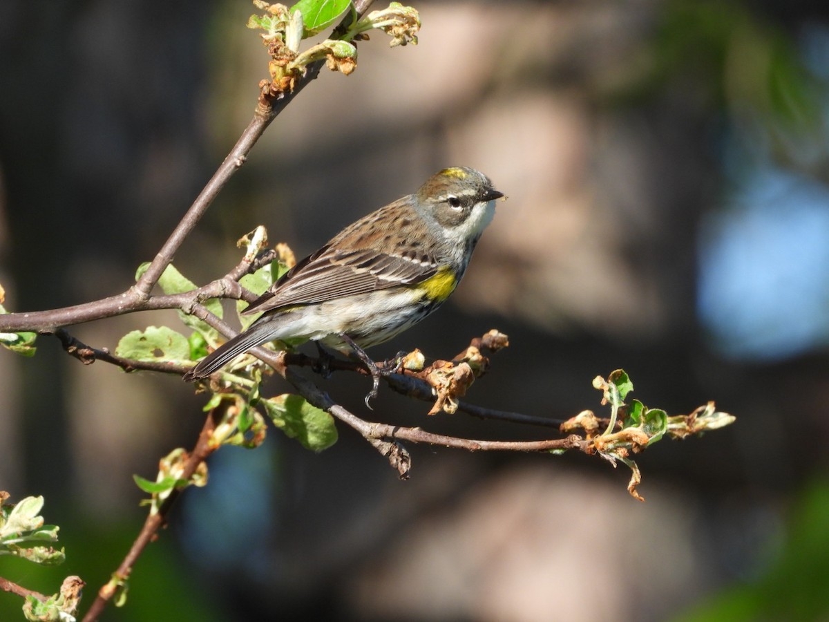 Yellow-rumped Warbler - Olivier Dansereau