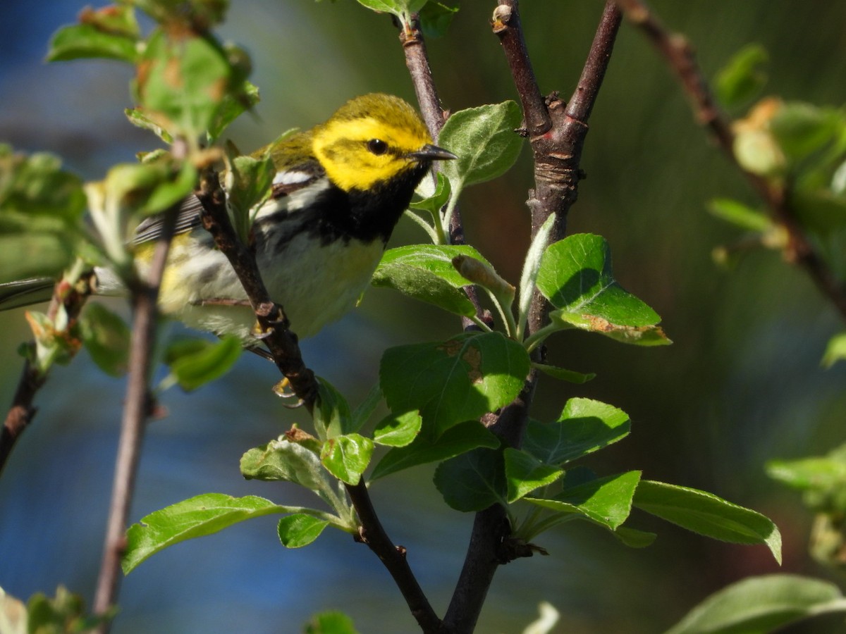 Black-throated Green Warbler - ML619281369