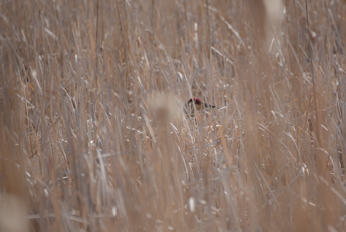 Sandhill Crane - Brenda Wright