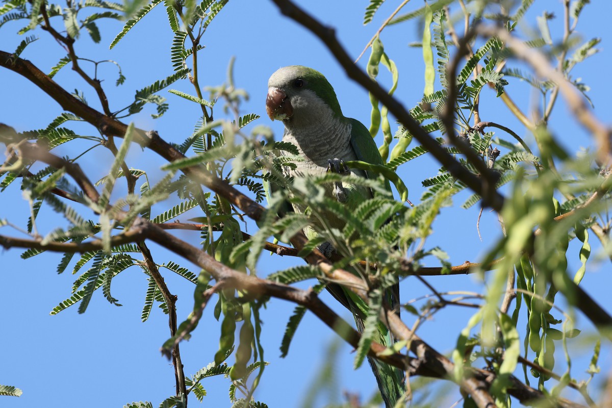 Monk Parakeet - Ian Thompson