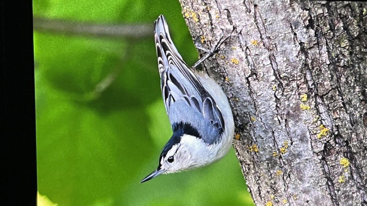 White-breasted Nuthatch - John Devroy