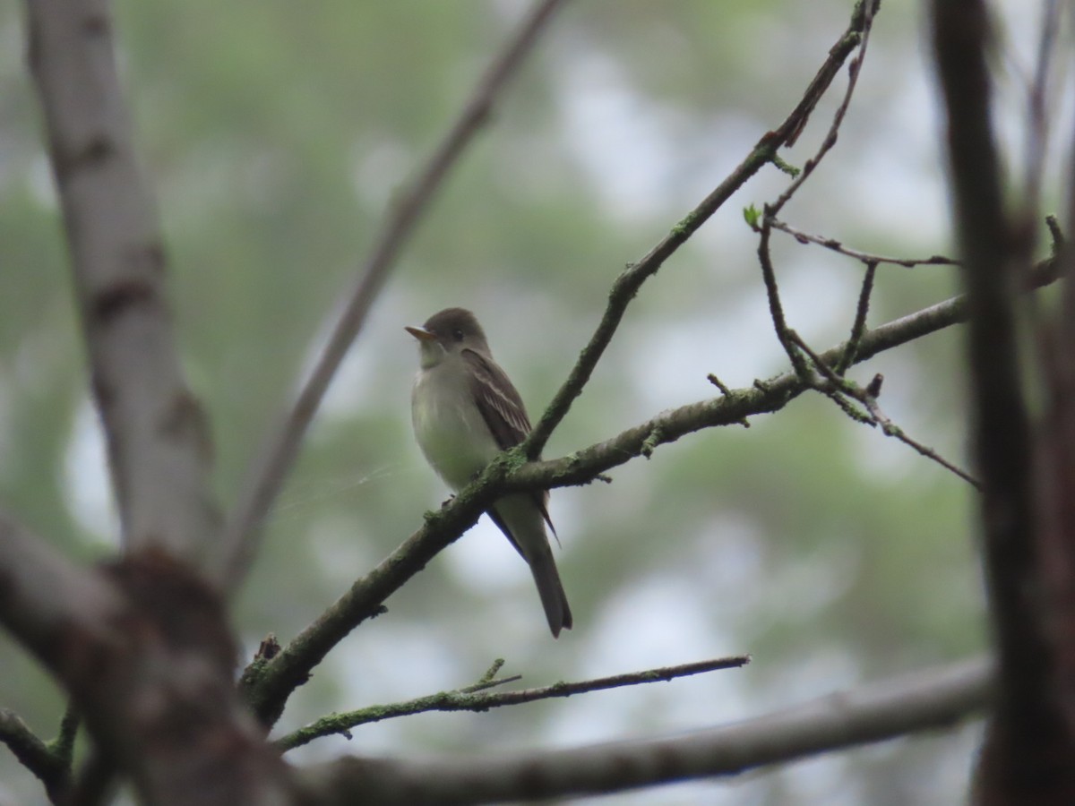 Eastern Wood-Pewee - Heather DeYoe