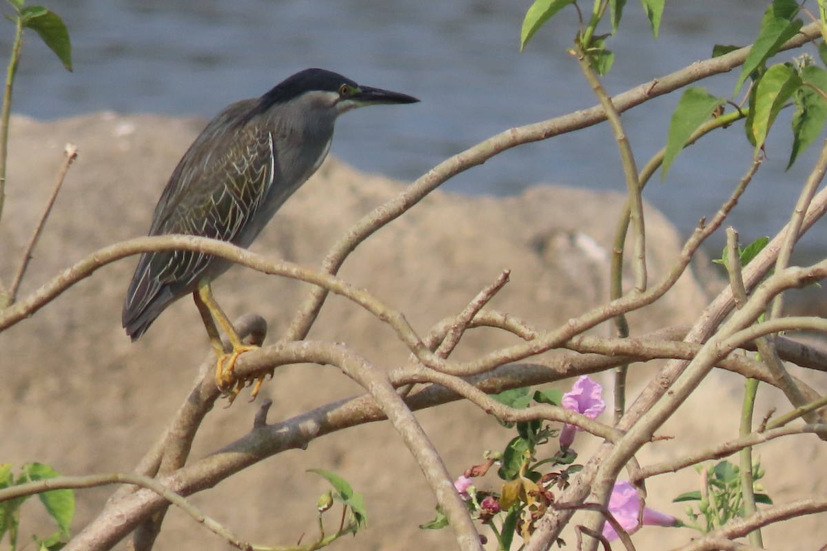 Striated Heron - Chitra Ingole