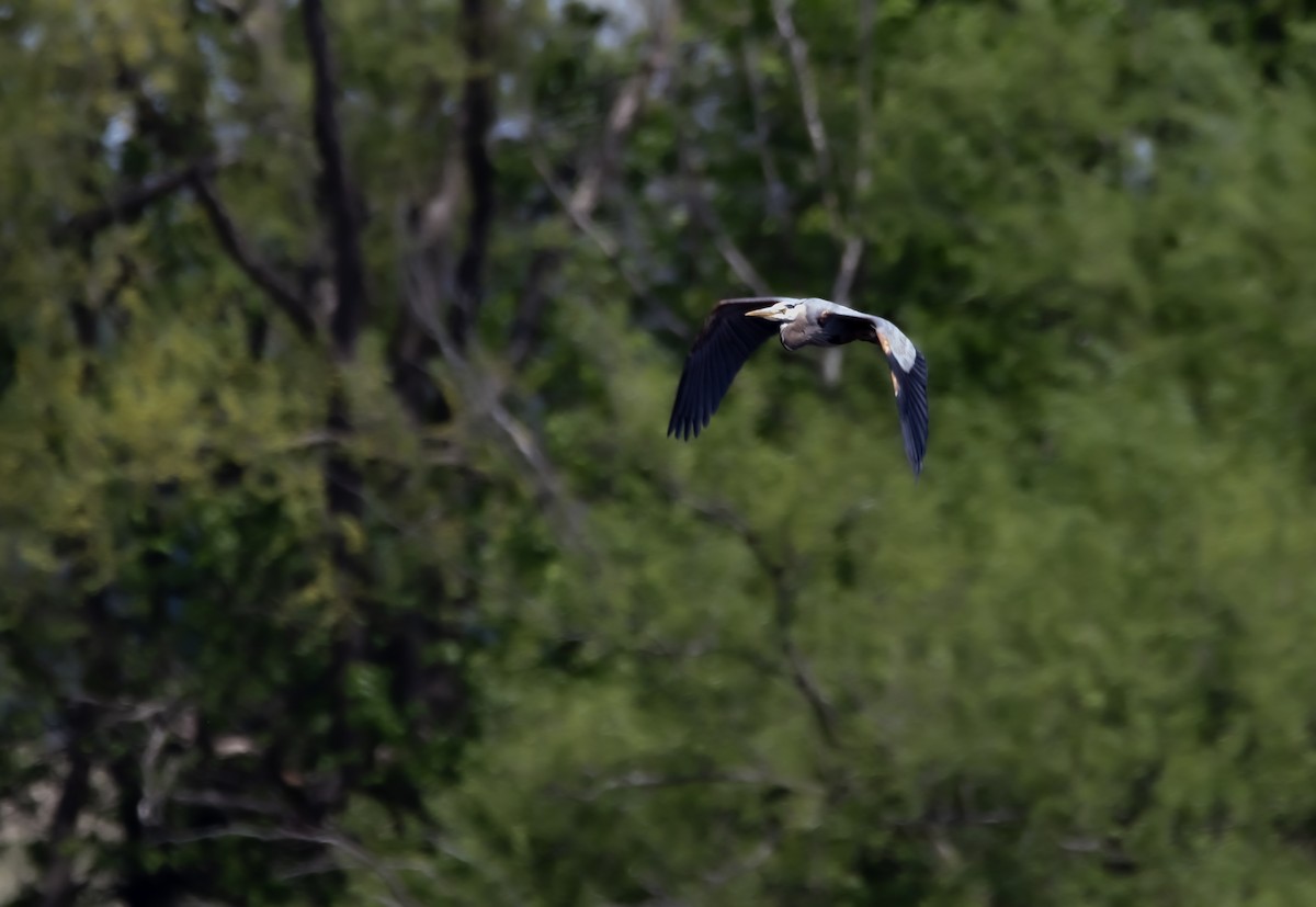 Great Blue Heron - Raymond  Piché