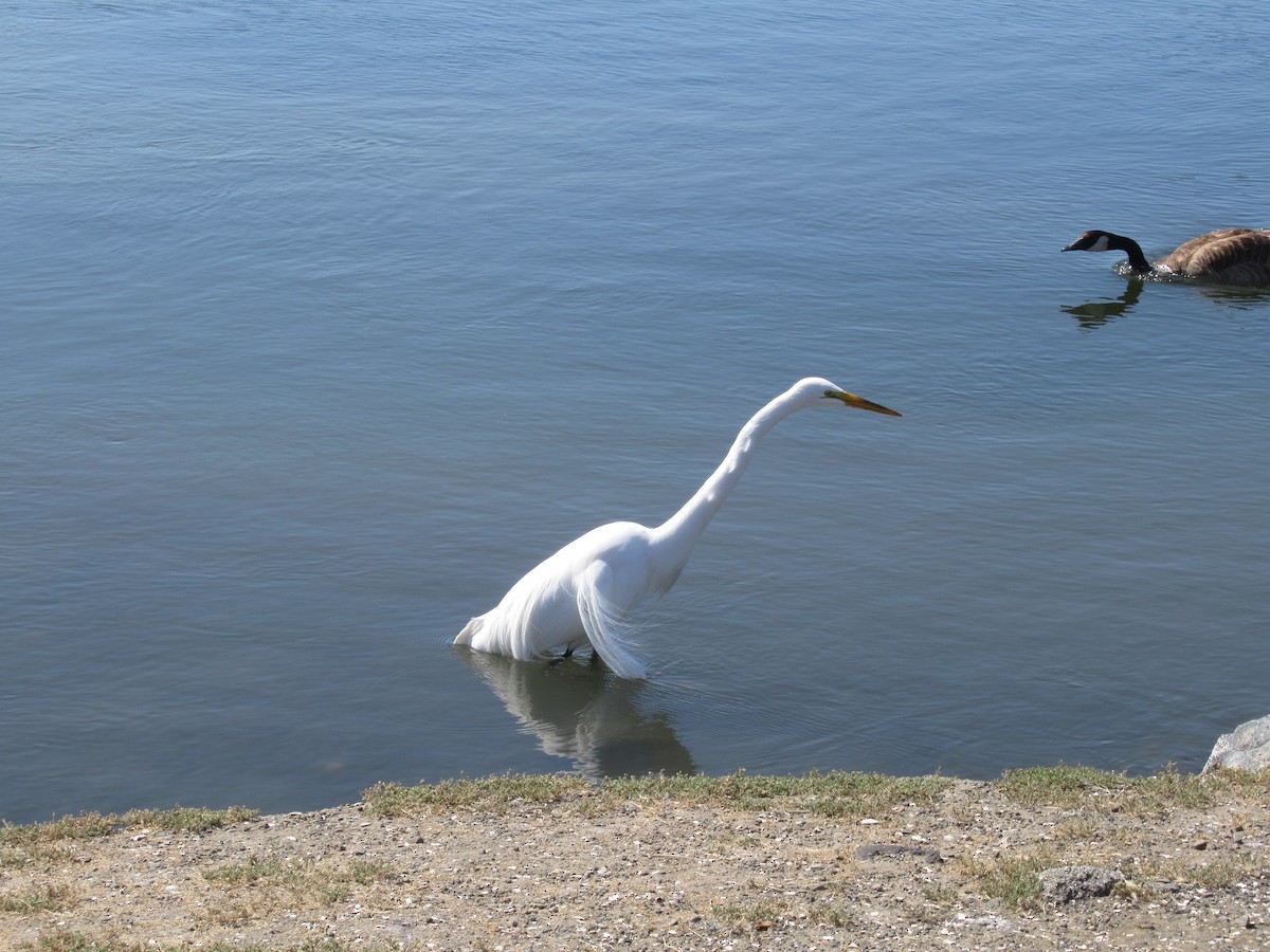 Great Egret - Dorothy Johnson