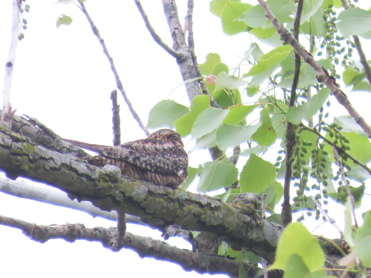 Common Nighthawk - Juliet Berger