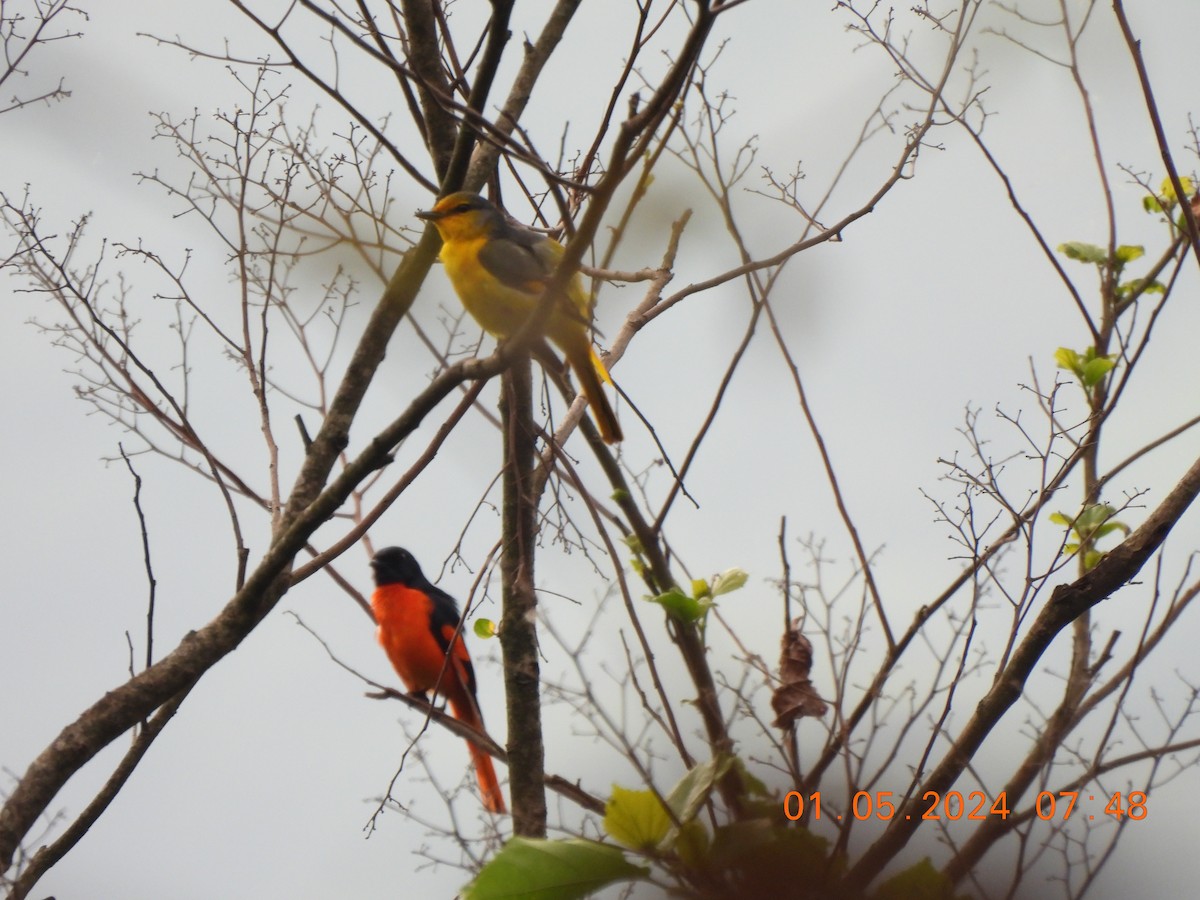 Scarlet Minivet - Muralidharan S