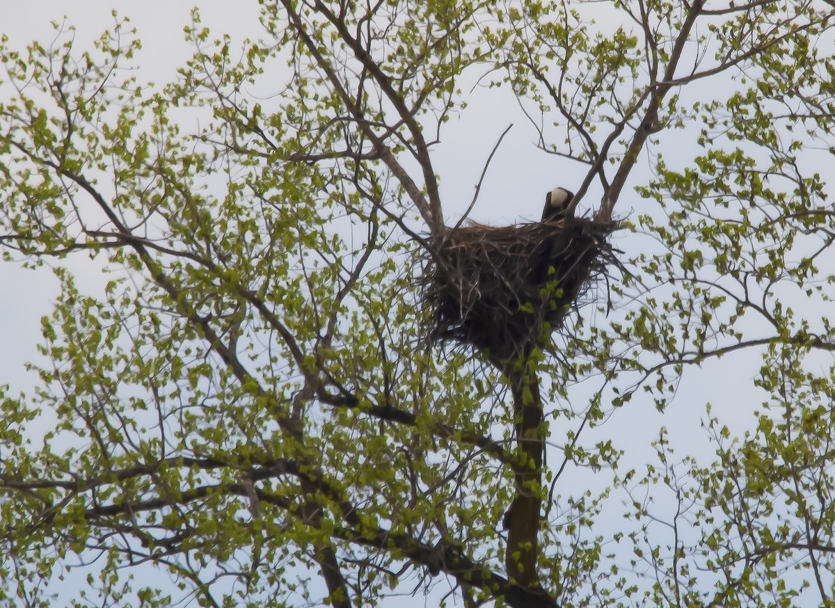 Bald Eagle - Raymond  Piché