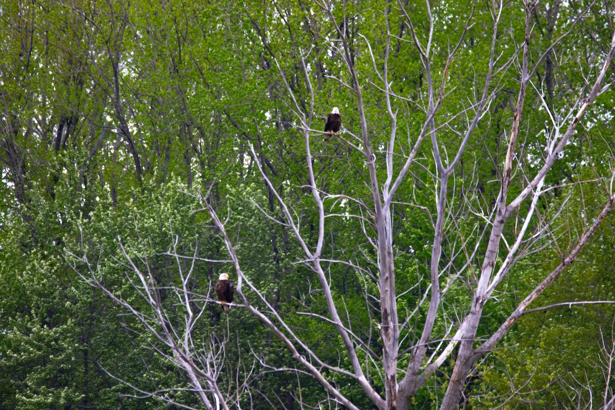 Bald Eagle - ML619281440