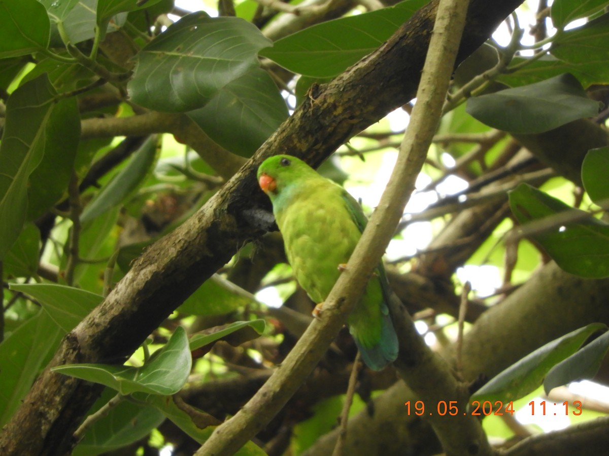 Vernal Hanging-Parrot - HARIHARAN T V