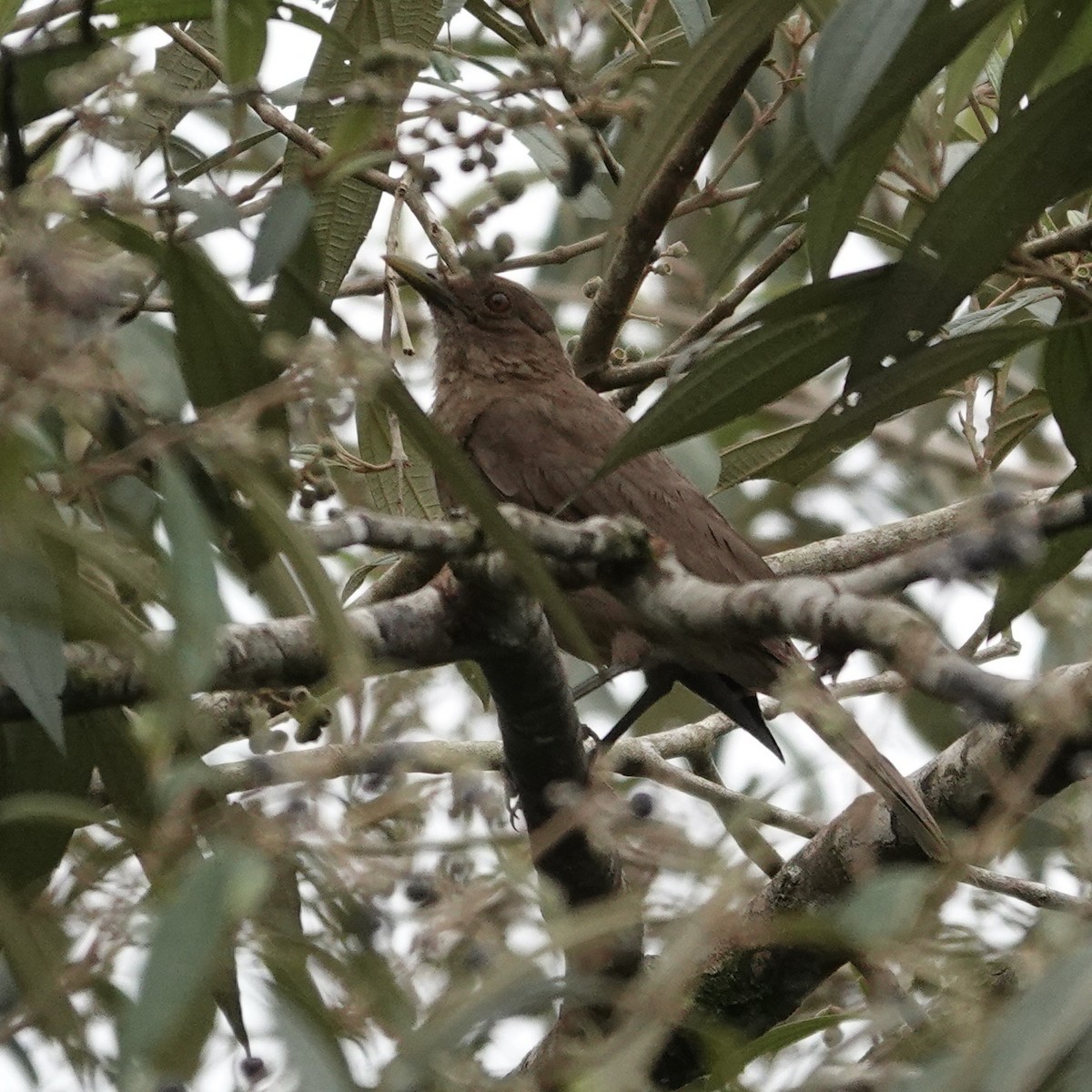 Clay-colored Thrush - Chris McVittie