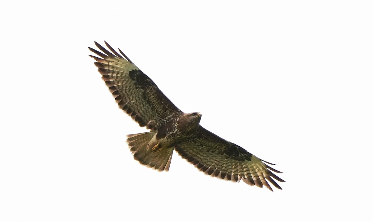 Common Buzzard - Guillermo Rodríguez