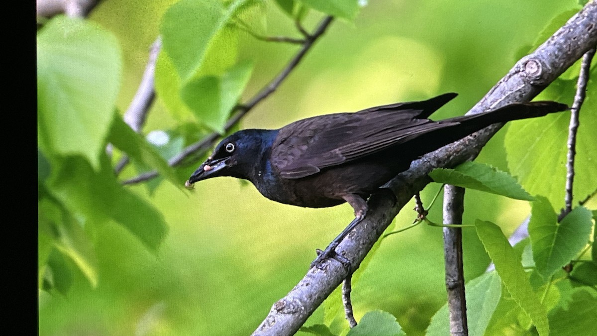 Common Grackle - John Devroy