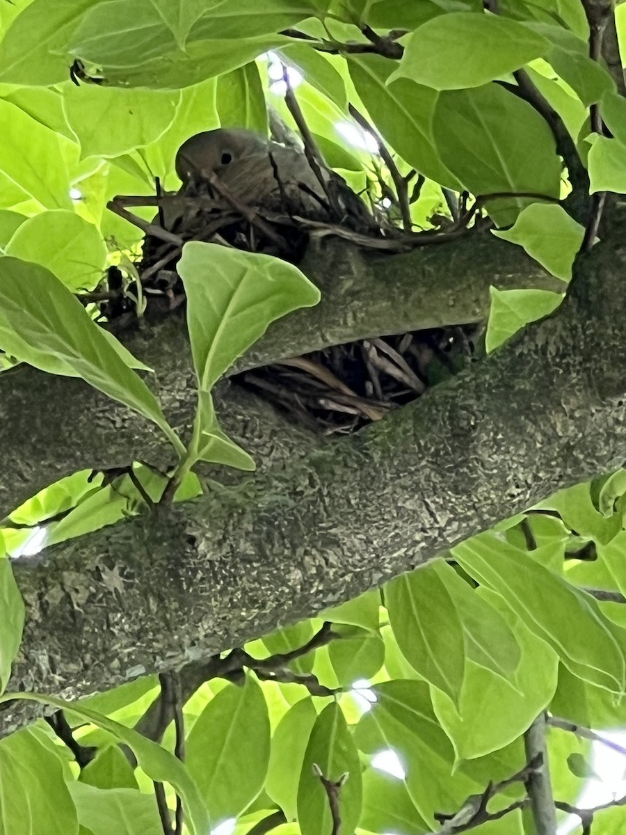 Mourning Dove - Diane Heller