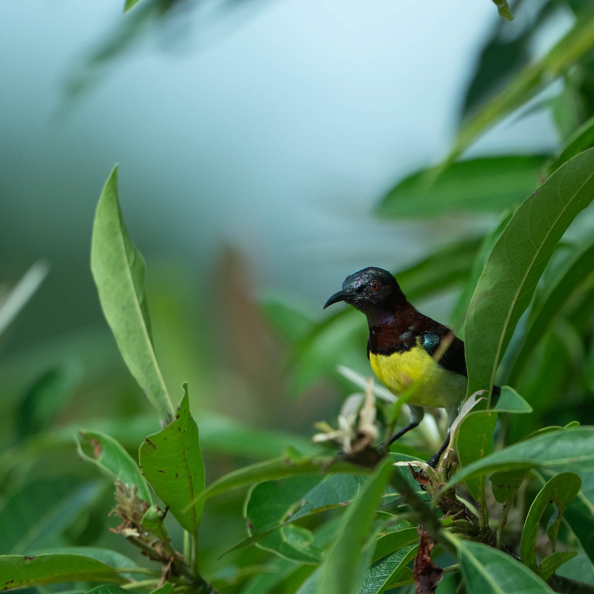 Purple-rumped Sunbird - Nick Hardcastle