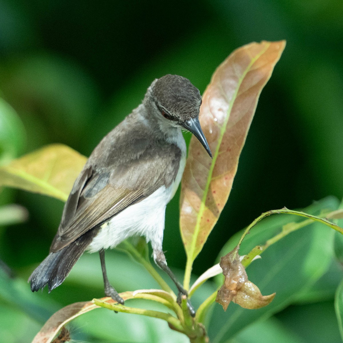 Purple-rumped Sunbird - Nick Hardcastle