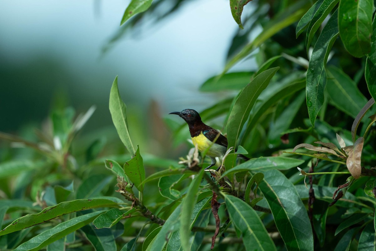 Purple-rumped Sunbird - Nick Hardcastle