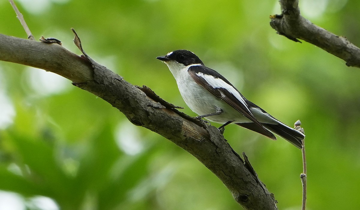 Semicollared Flycatcher - ML619281479