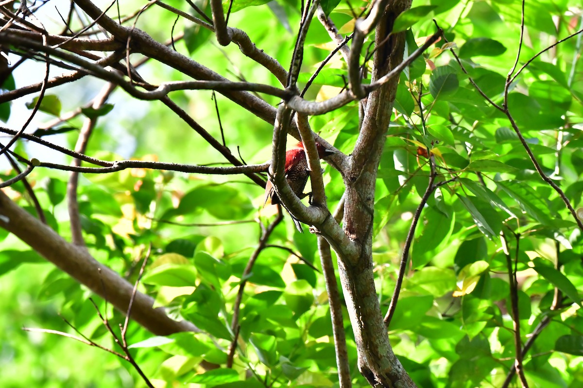 Banded Woodpecker - Haritharan Suppaiah