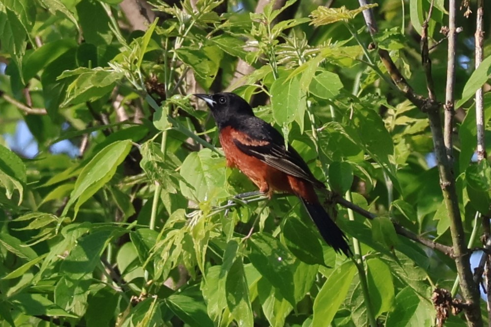 Orchard Oriole - Chad Cornish