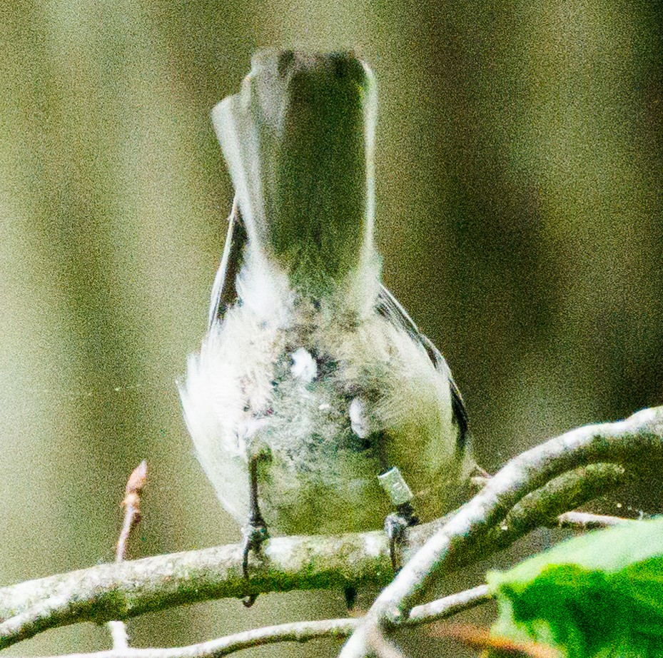 Black-capped Chickadee - Walter D