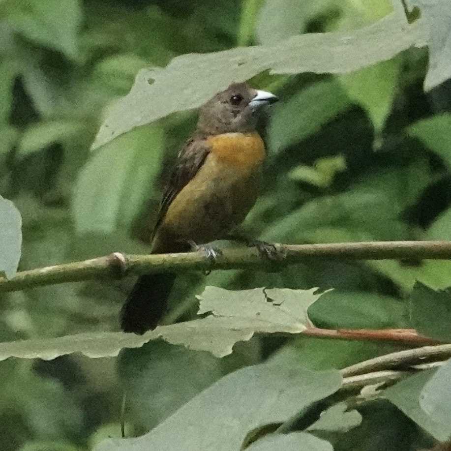rødgumptanagar (costaricensis) (costaricatanagar) - ML619281505