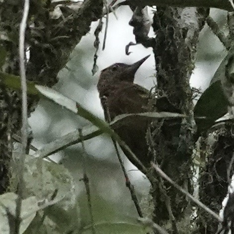 Smoky-brown Woodpecker - Chris McVittie