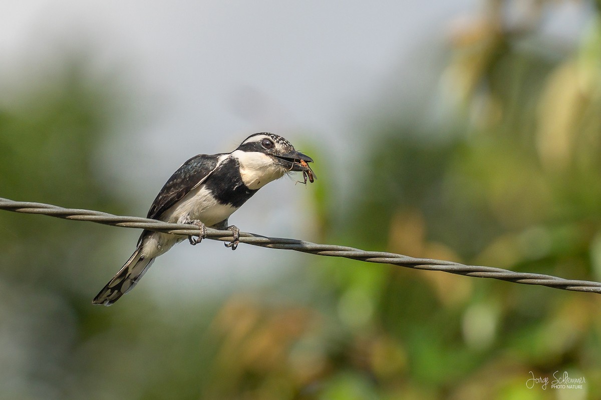 Pied Puffbird - Jorge Claudio Schlemmer