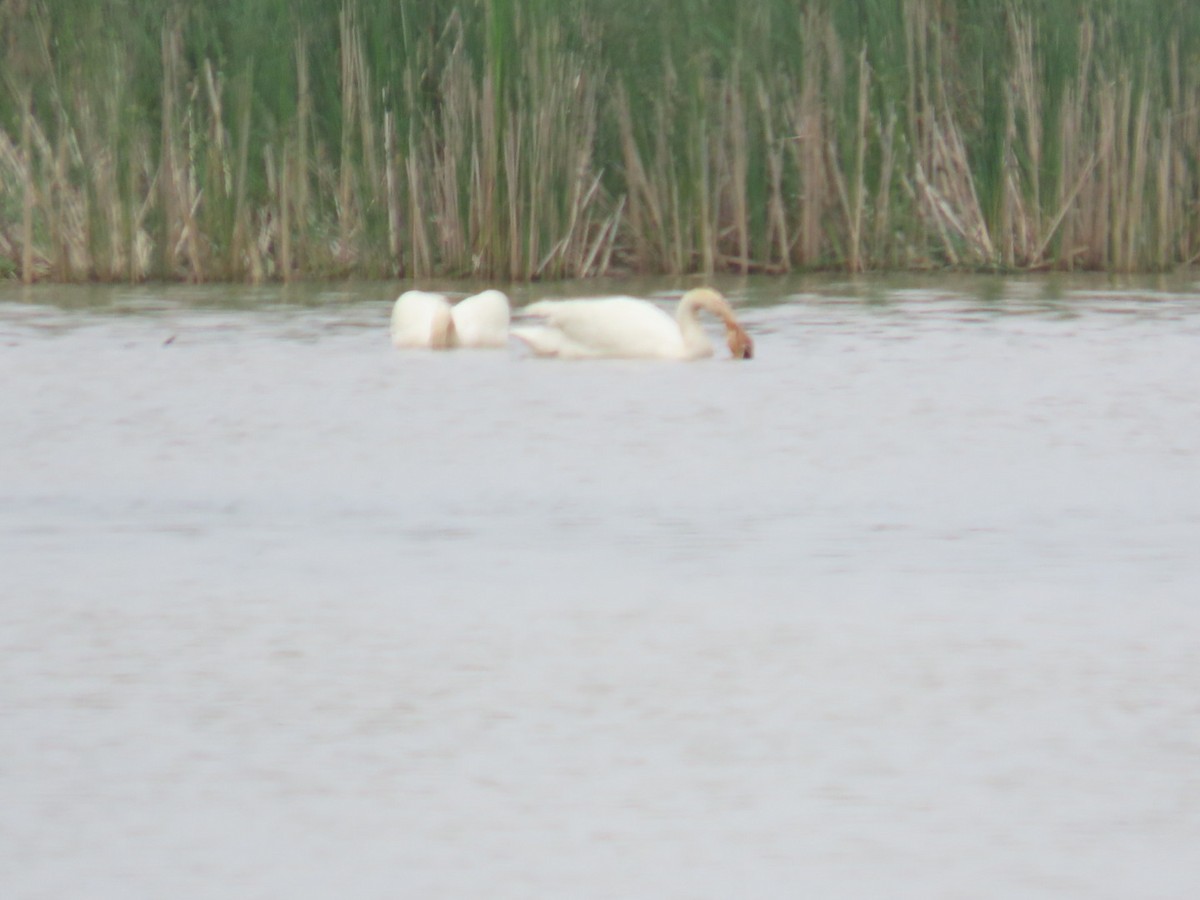 Trumpeter Swan - Juliet Berger