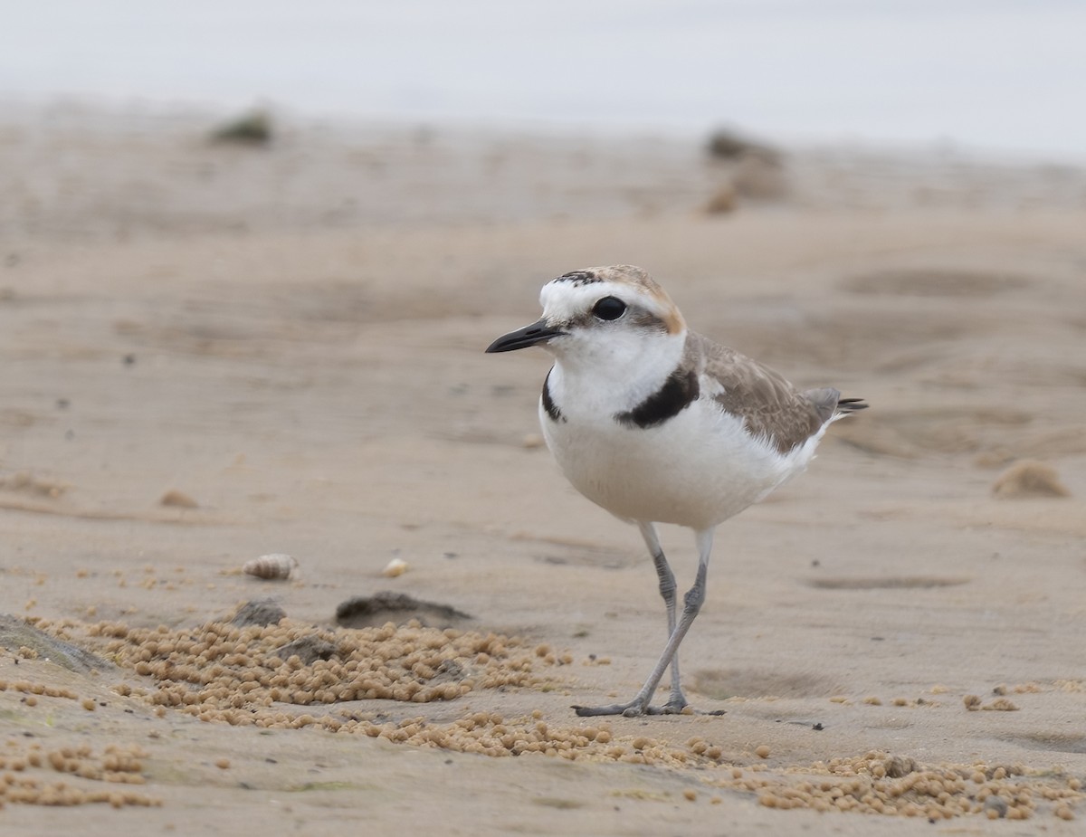 White-faced Plover - jimmy Yao