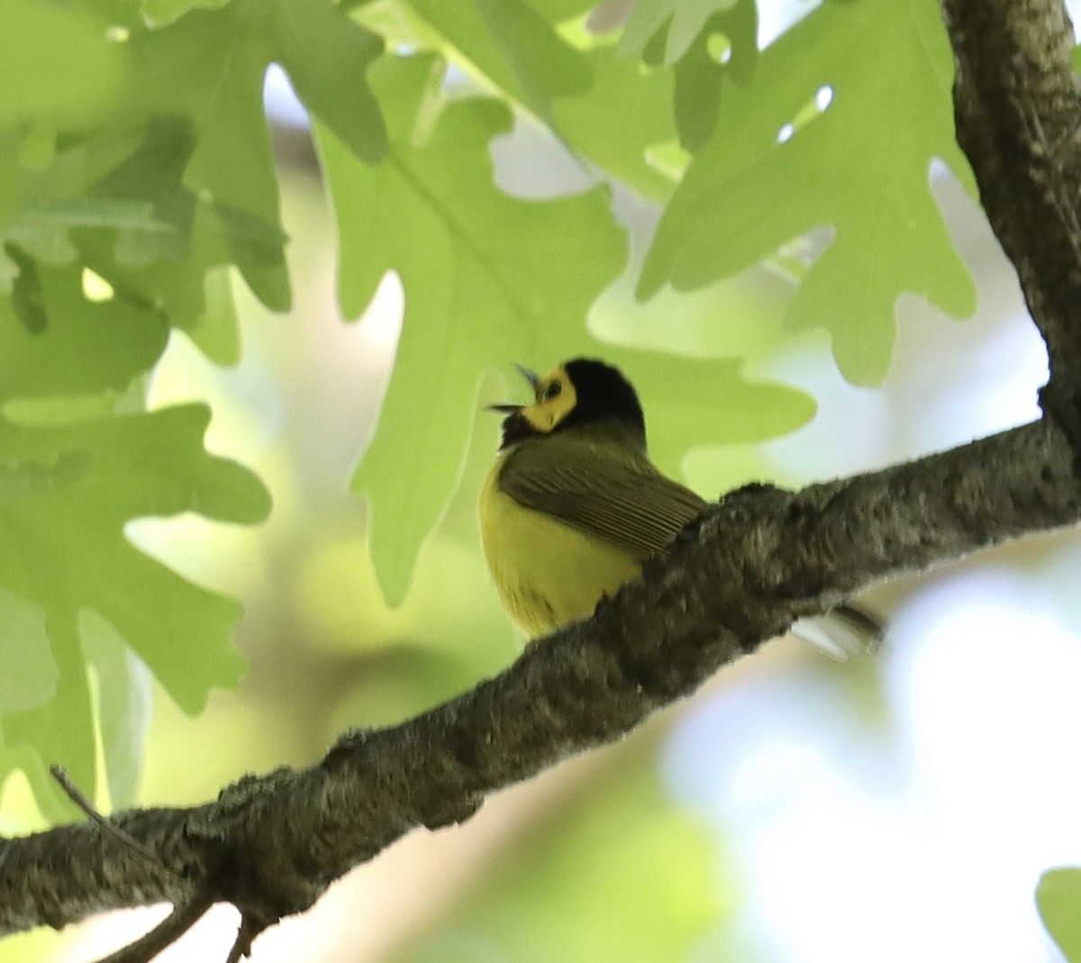 Hooded Warbler - ML619281529