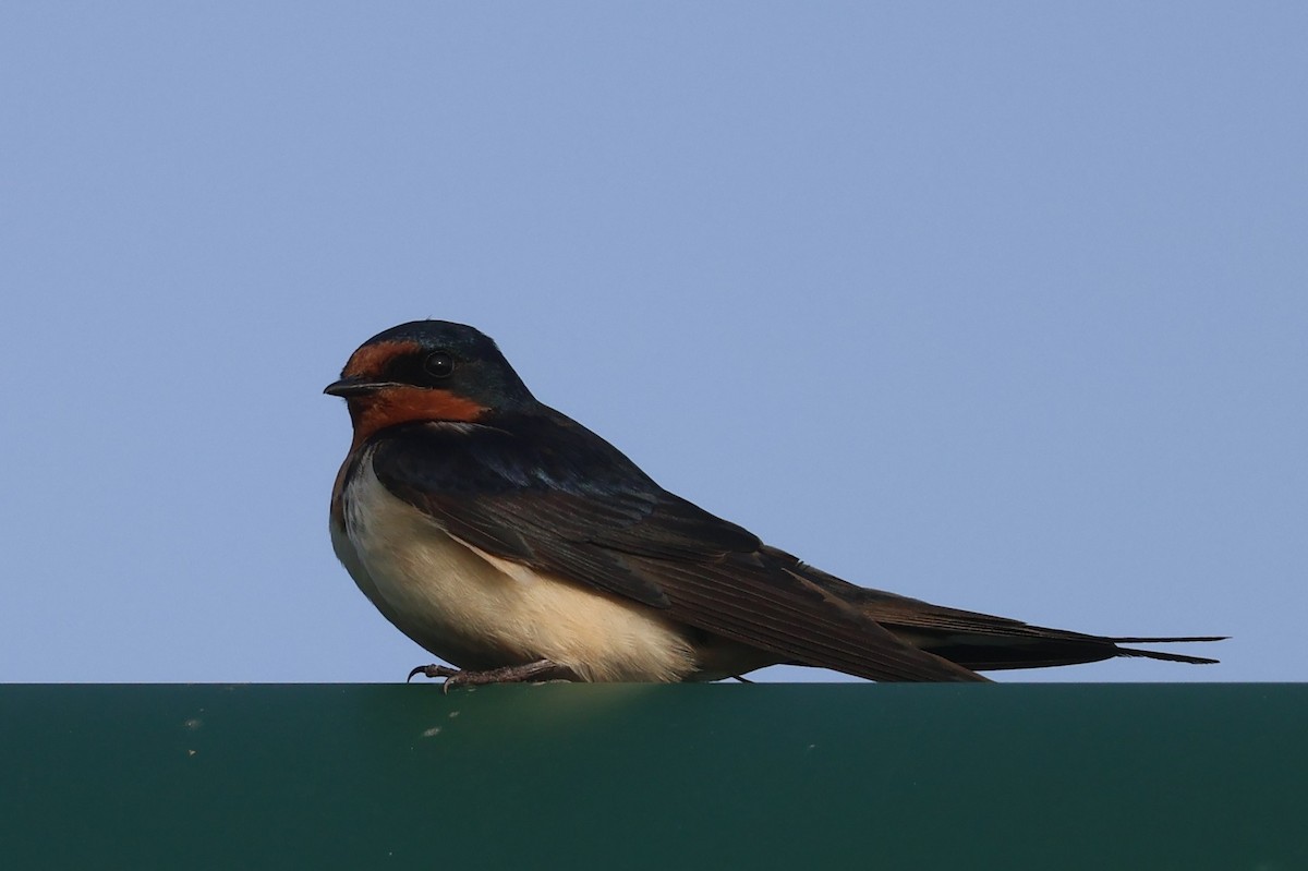 Barn Swallow - Chad Cornish