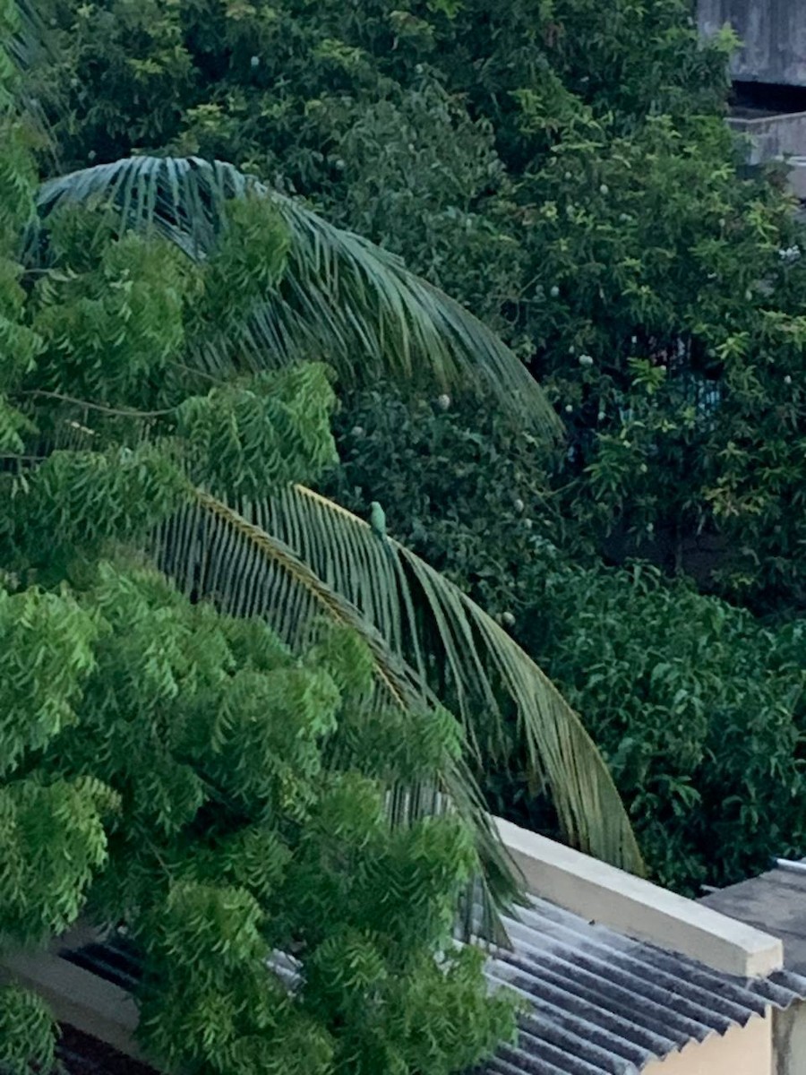 Rose-ringed Parakeet - Shashaank and Aakansha (smob)