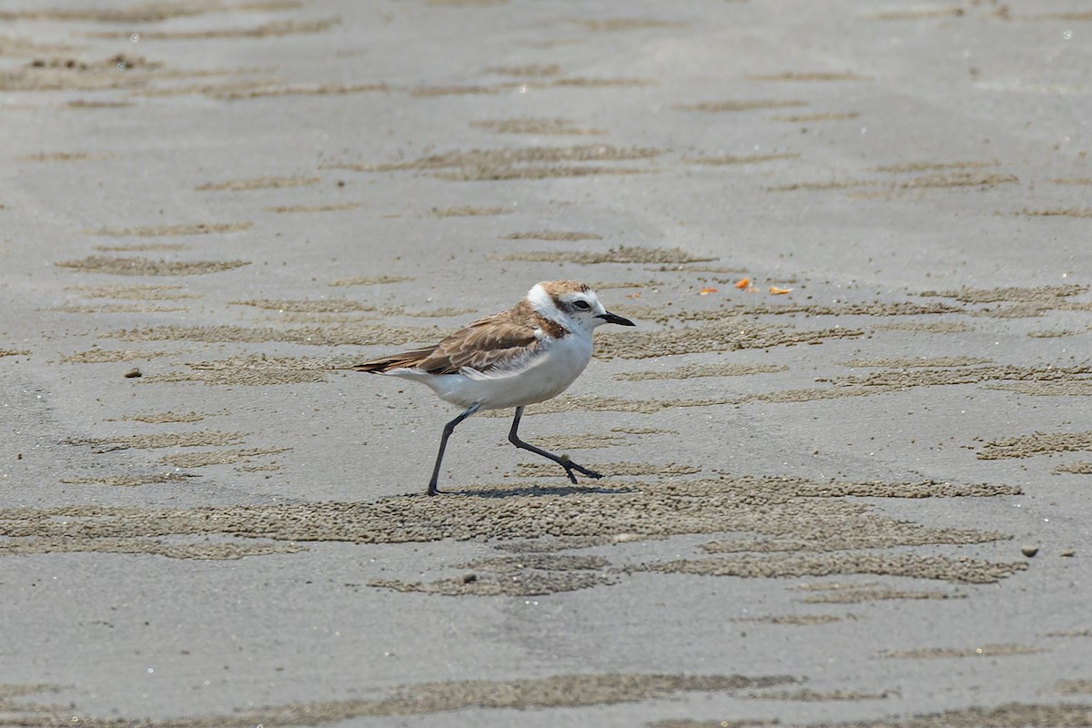 Kentish Plover - Tisha Mukherjee