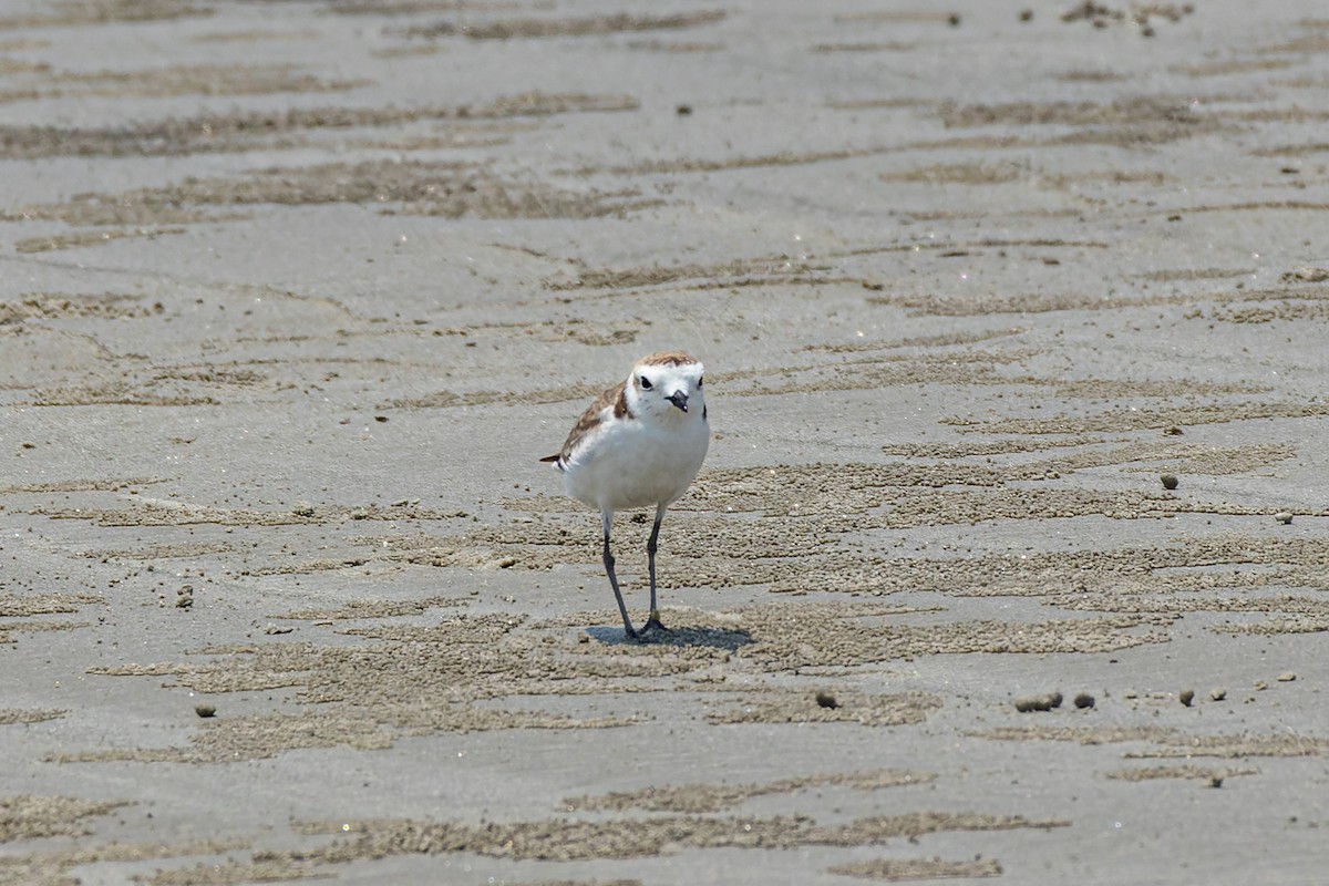 Kentish Plover - Tisha Mukherjee