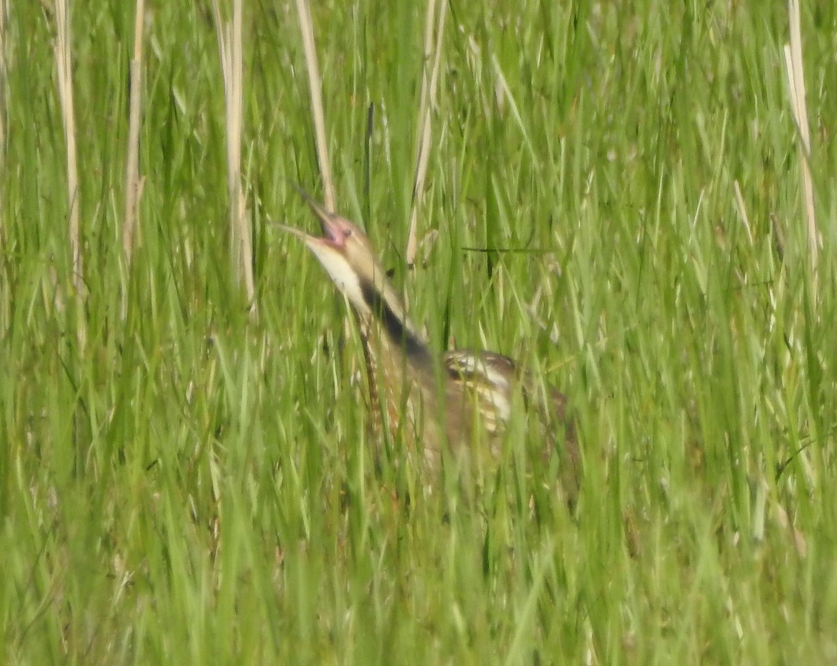 American Bittern - ML619281568