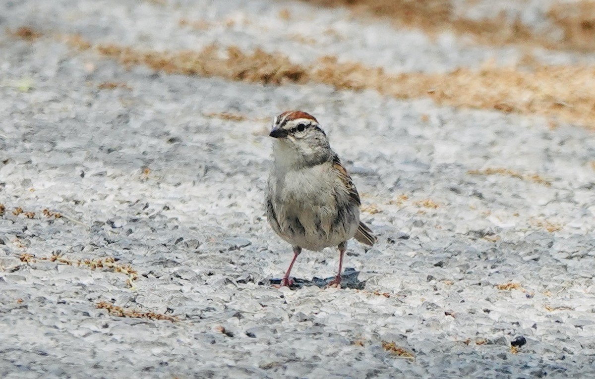 Chipping Sparrow - ML619281587