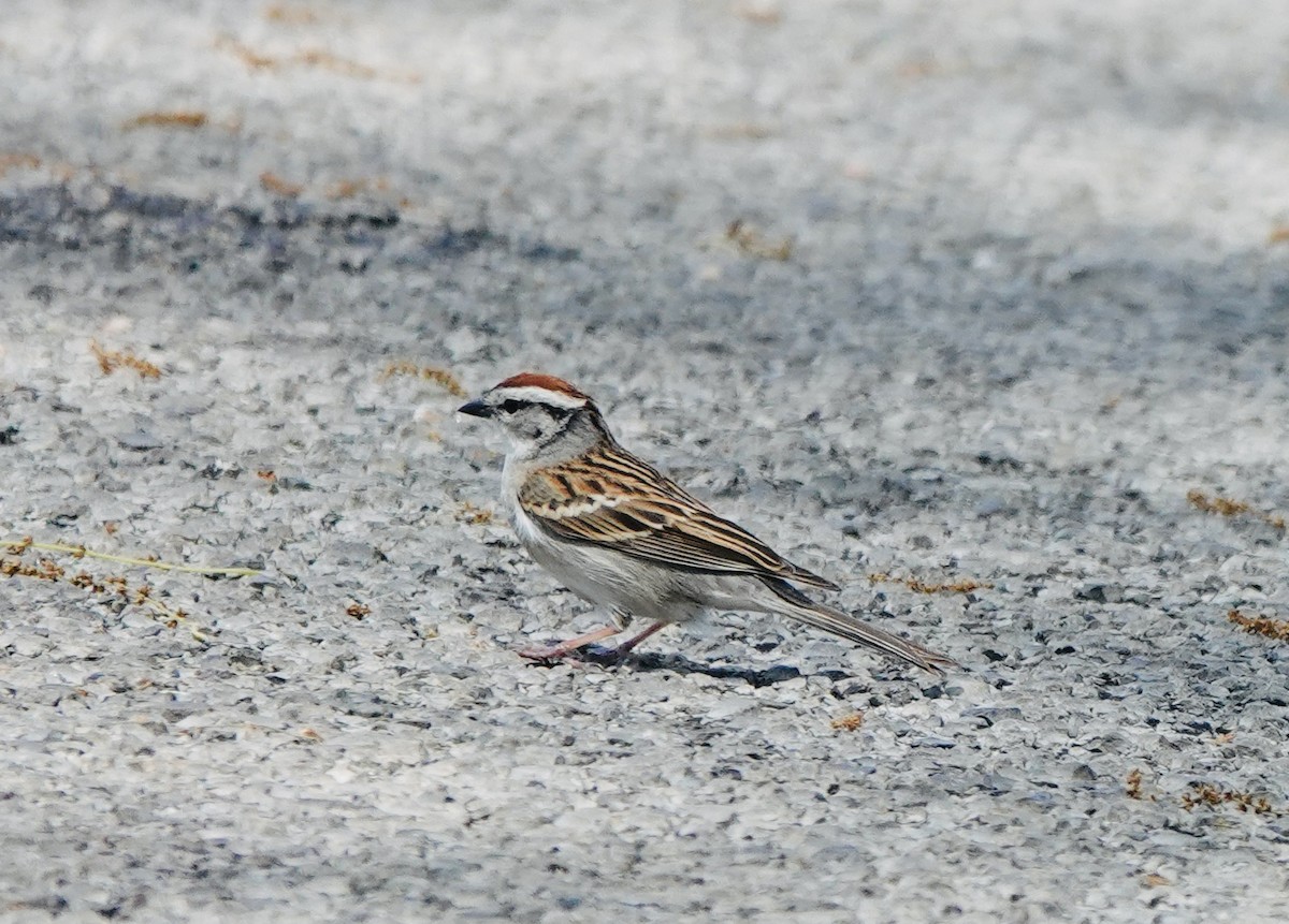 Chipping Sparrow - Patricia Cullen