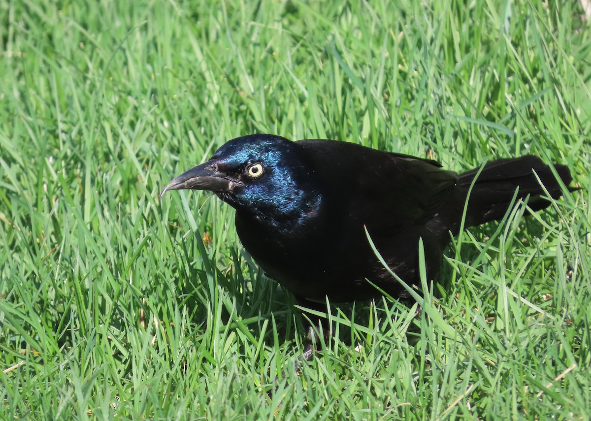 Common Grackle - Fran Kerbs