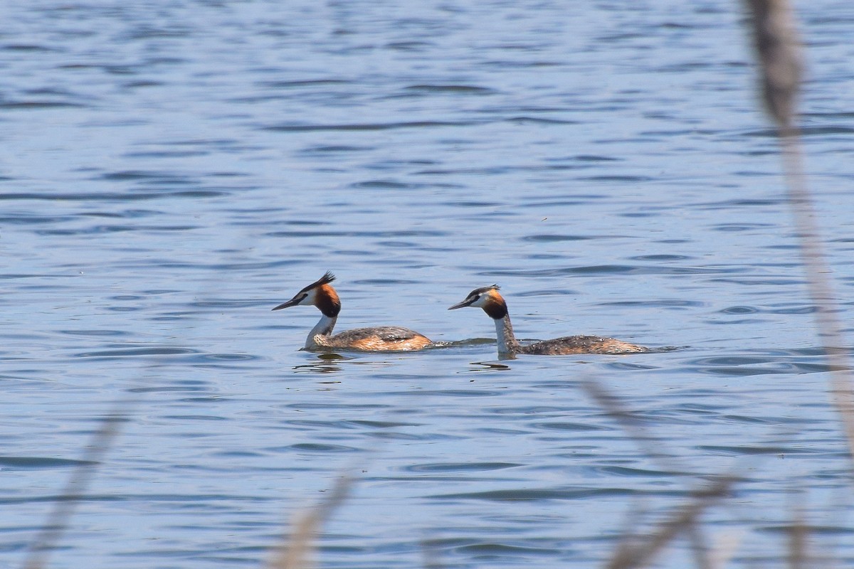 Great Crested Grebe - Valentina Mezhetskaia