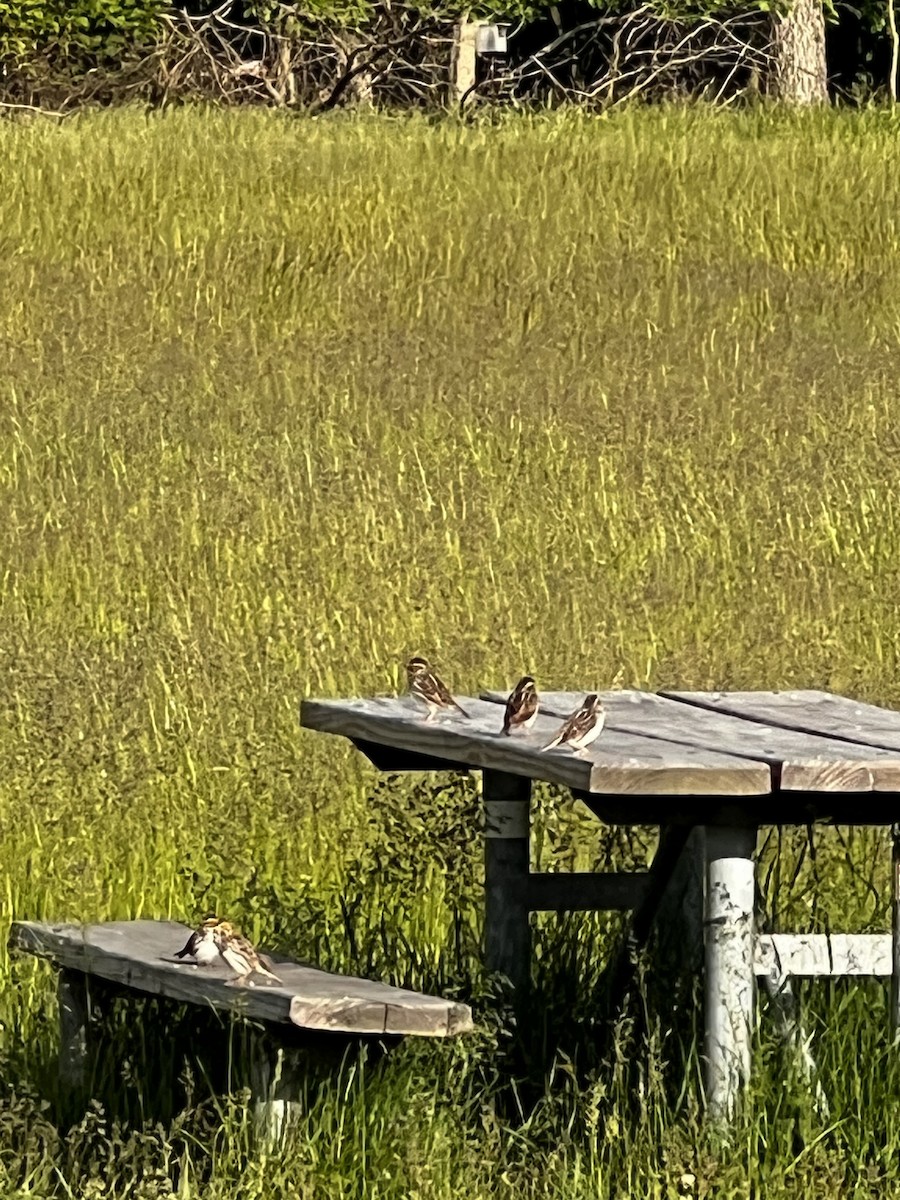 Savannah Sparrow - J Hardt