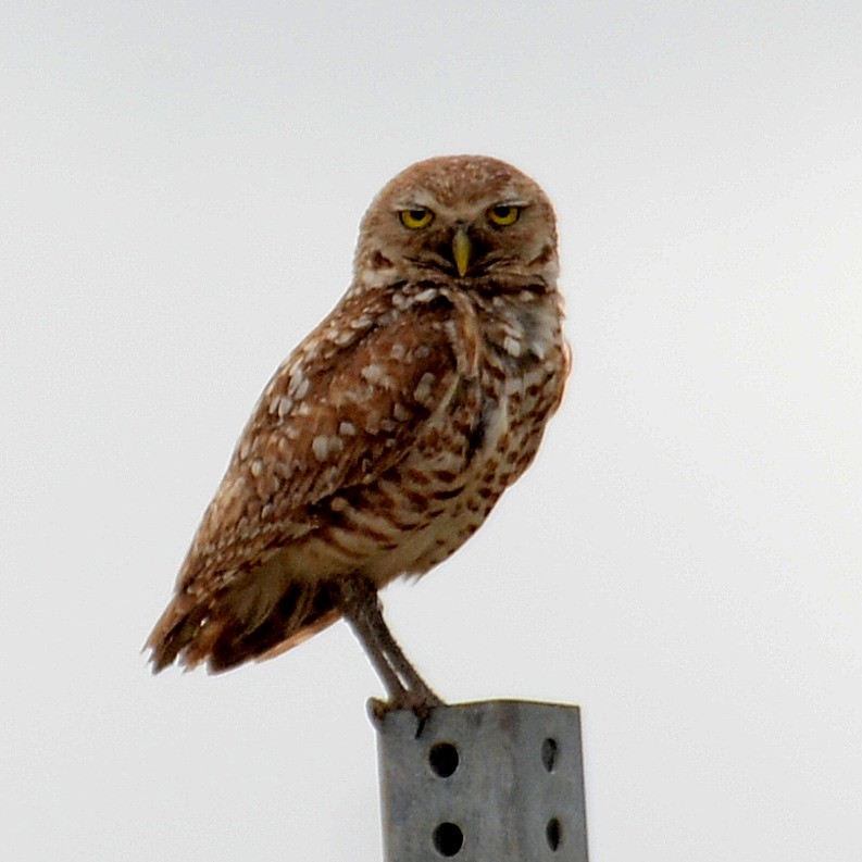 Burrowing Owl (Florida) - John Whitehead