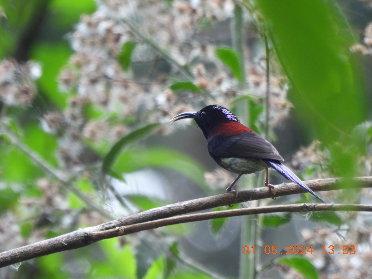Black-throated Sunbird - Muralidharan S