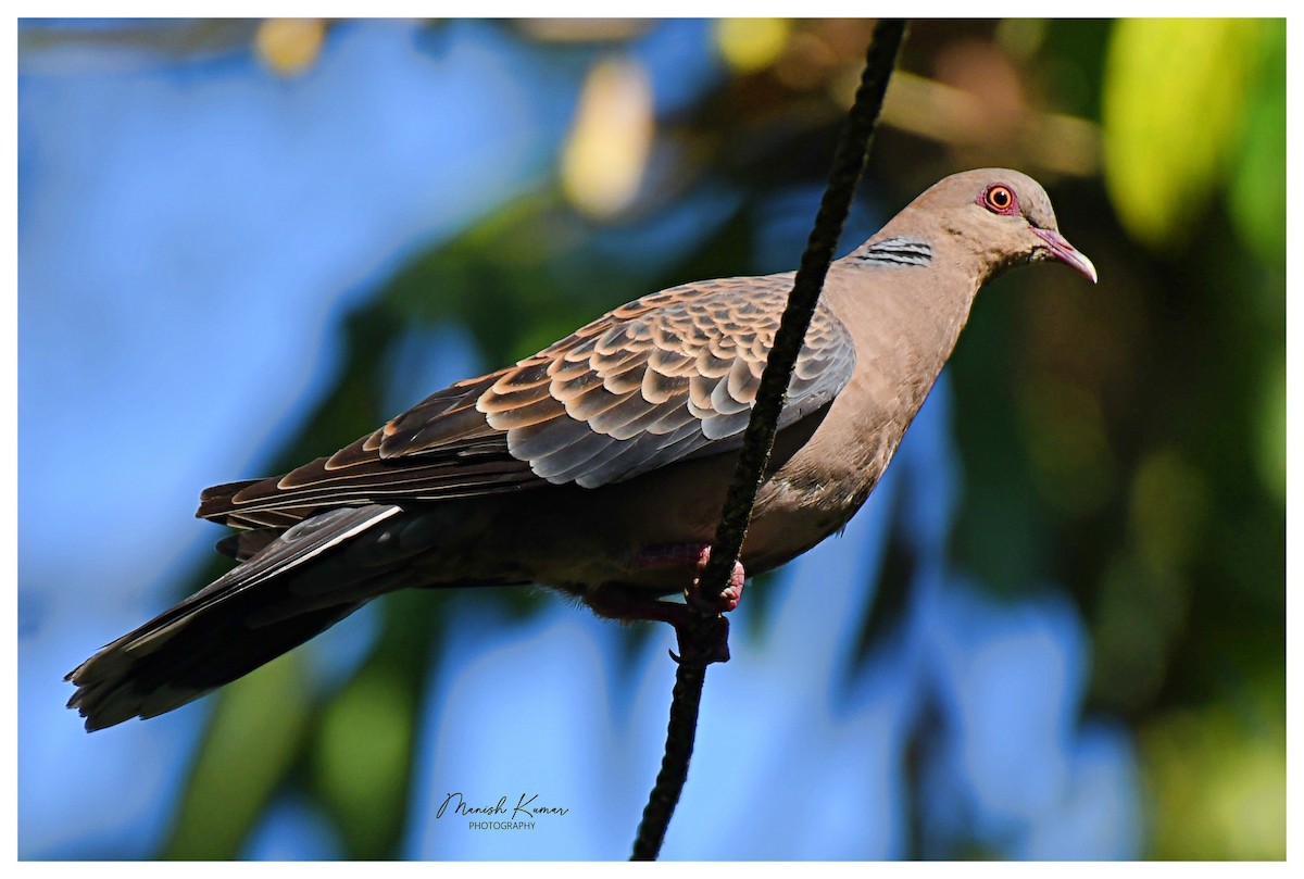 Oriental Turtle-Dove - Manish Kumar