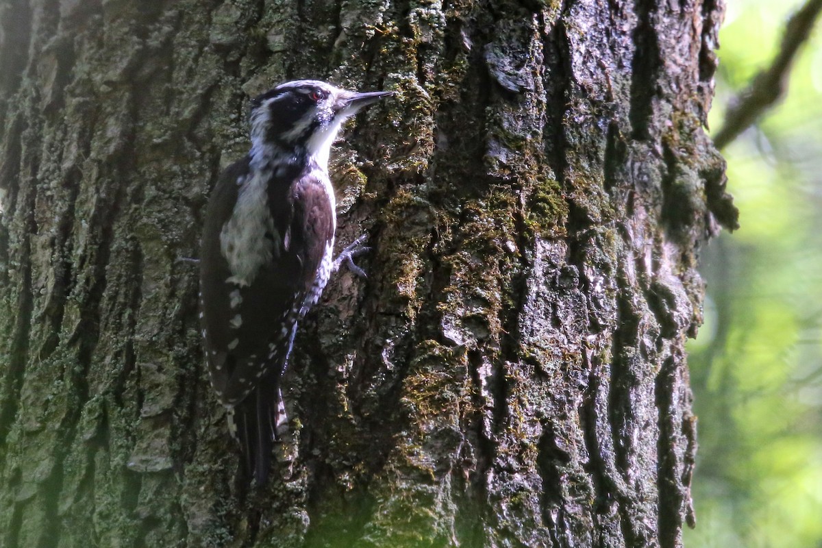 Eurasian Three-toed Woodpecker - Anna Shipilova