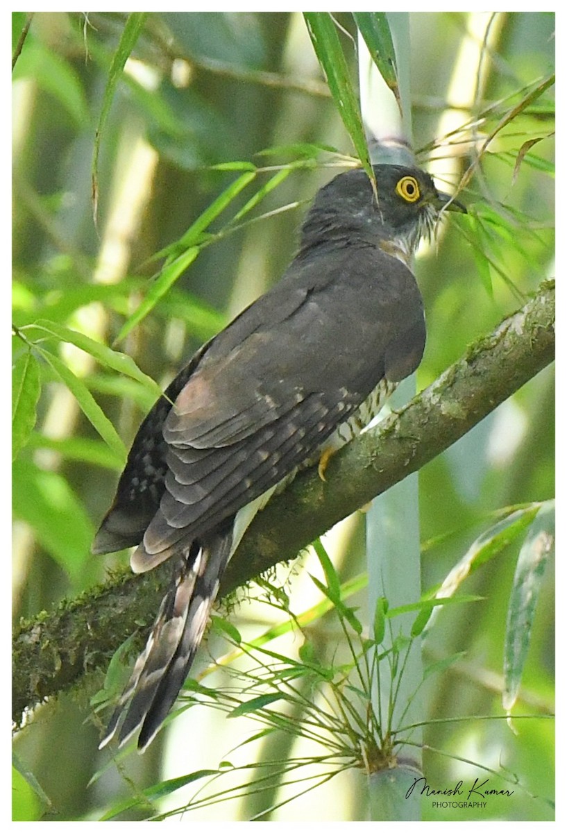 Large Hawk-Cuckoo - Manish Kumar