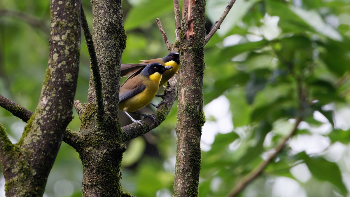 Blue-crowned Laughingthrush - Hai HUANG